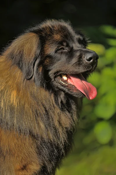 Beautiful Leonberger dog lies in the forest. — Stock Photo, Image