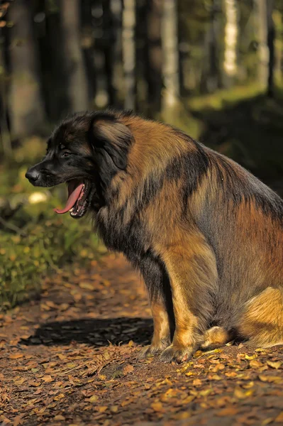 Mooie Leonberger hond ligt in het bos. — Stockfoto
