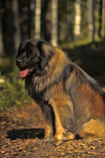 Beautiful Leonberger dog lies in the forest. — Stock Photo, Image