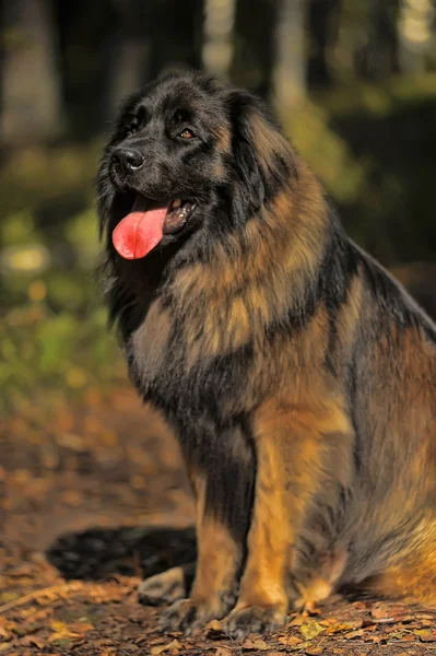 Hermoso perro Leonberger se encuentra en el bosque . — Foto de Stock