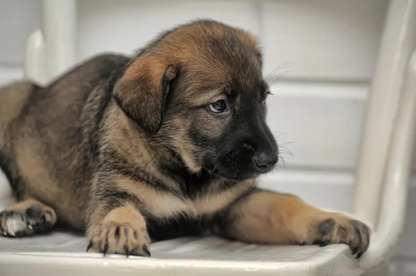 Schäferhund — Stockfoto