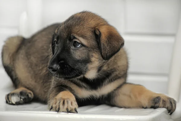 Shepherd puppy — Stock Photo, Image