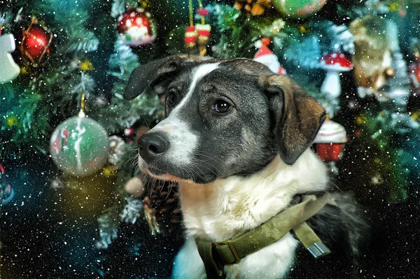 Cão no Natal — Fotografia de Stock