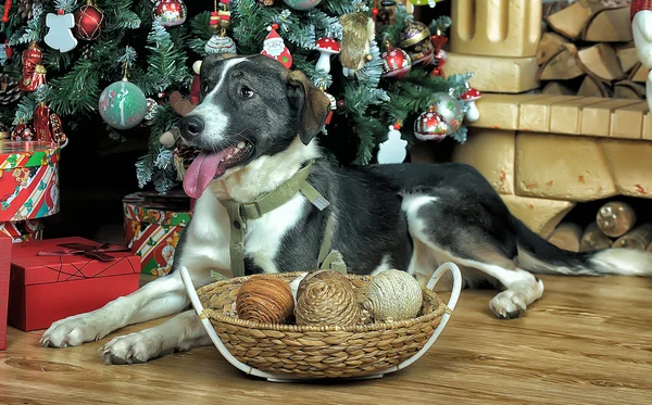 क्रिसमस में कुत्ता — स्टॉक फ़ोटो, इमेज