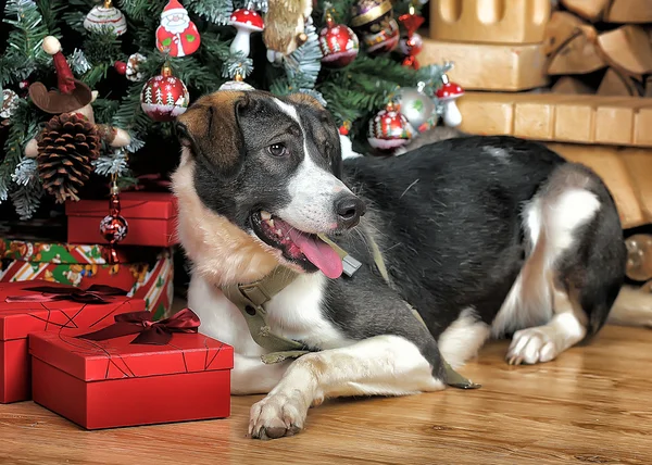 Cão no Natal — Fotografia de Stock