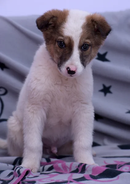 Beyaz ile kırmızı köpek yavrusu — Stok fotoğraf