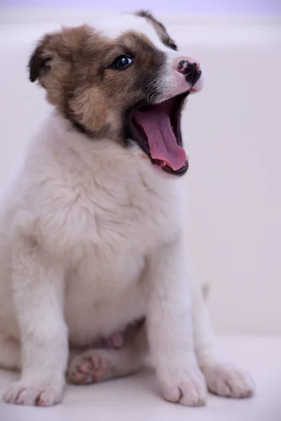 Wit met rode puppy — Stockfoto