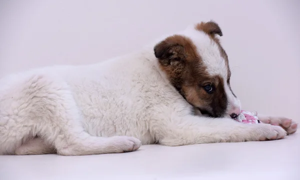 White with red puppy — Stock Photo, Image