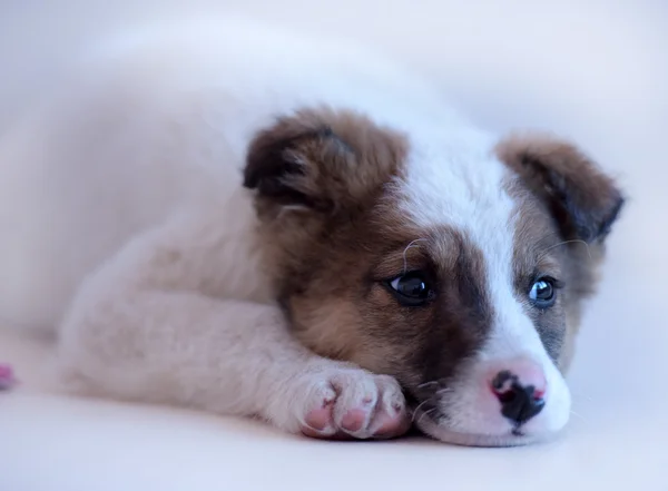 Branco com cachorro vermelho — Fotografia de Stock