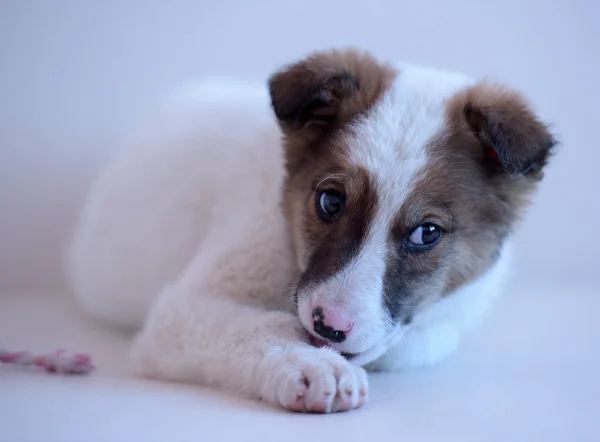 White with red puppy — Stock Photo, Image