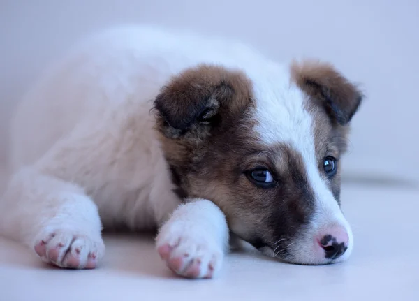 Wit met rode puppy — Stockfoto