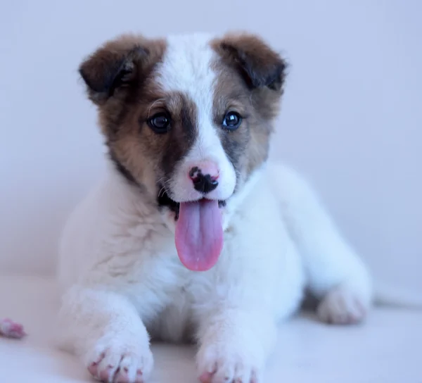 Wit met rode puppy — Stockfoto