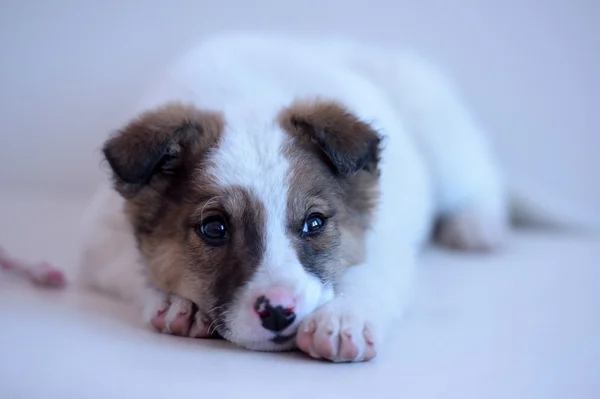 White with red puppy — Stock Photo, Image