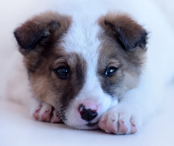White with red puppy — Stock Photo, Image