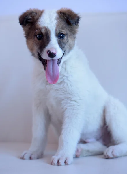 White with red puppy — Stock Photo, Image