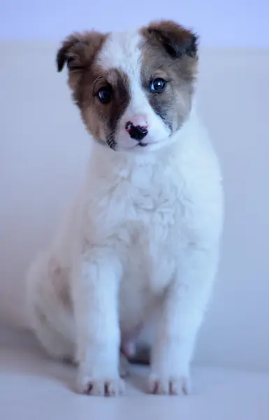 Blanco con cachorro rojo —  Fotos de Stock