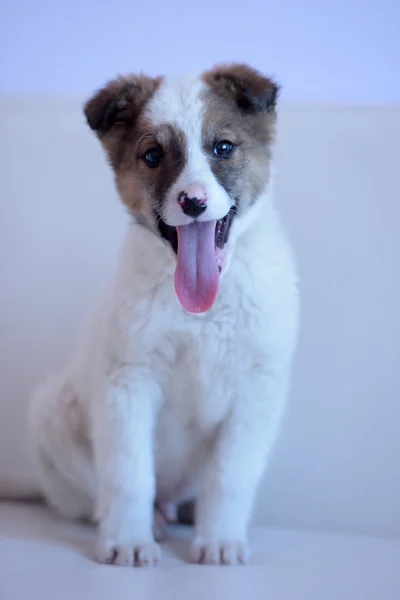 White with red puppy — Stock Photo, Image