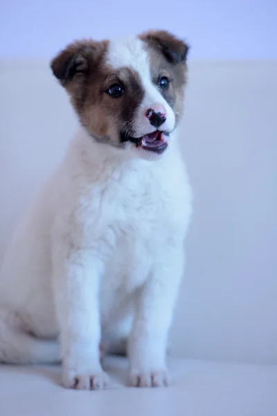 Branco com cachorro vermelho — Fotografia de Stock