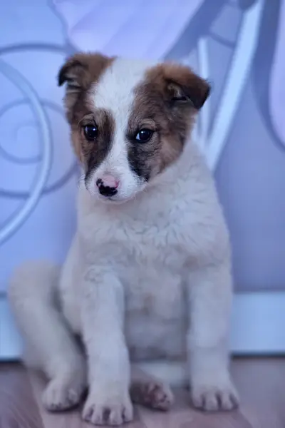 White with red puppy — Stock Photo, Image