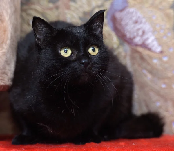 Gato negro con ojos amarillos — Foto de Stock