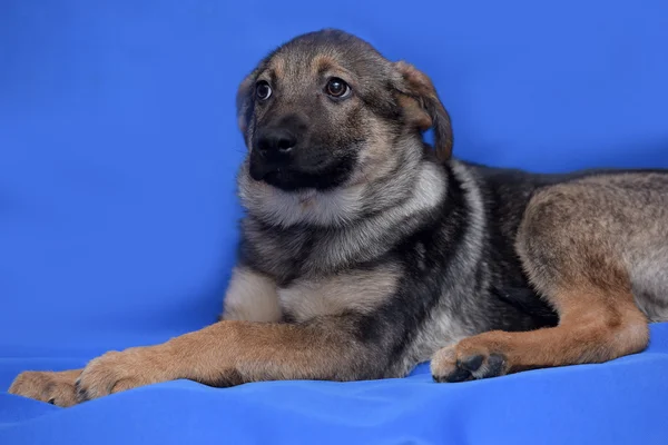 Korsningen valp vallhund på blå bakgrund — Stockfoto