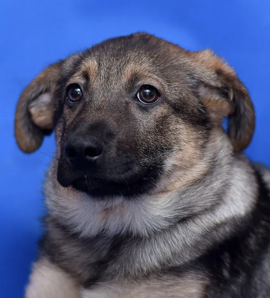 Korsningen valp vallhund på blå bakgrund — Stockfoto