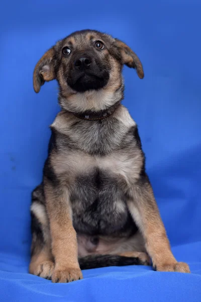 Crossbreed puppy shepherd dog on a blue background — Stock Photo, Image