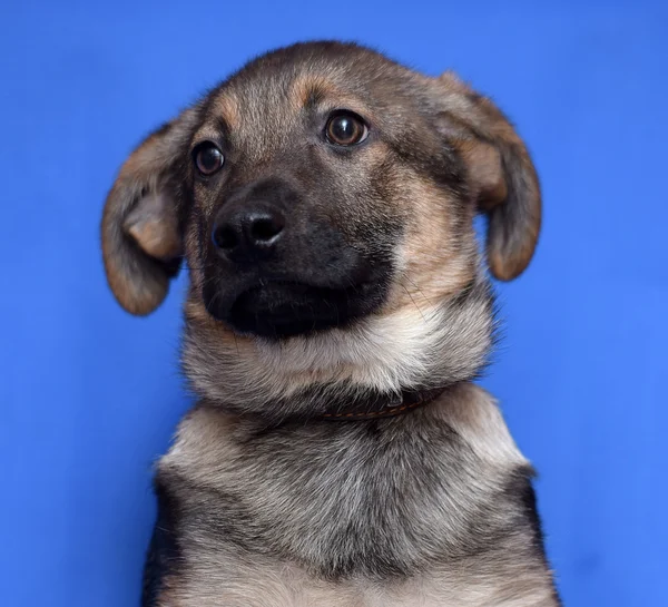 Europees pup herdershond op een blauwe achtergrond — Stockfoto