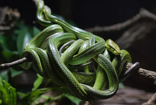 Tres Serpiente verde — Foto de Stock