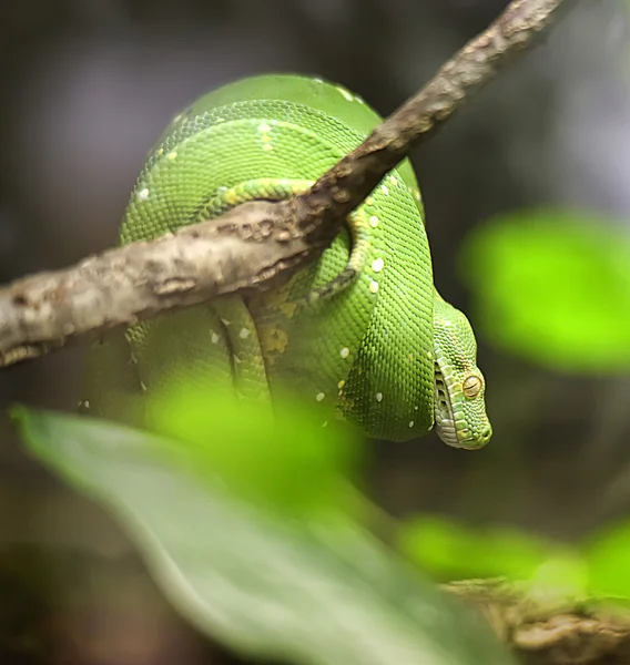 Una pitón verde enrollada y descansando sobre una rama . — Foto de Stock