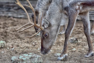 Deer eating reindeer moss clipart