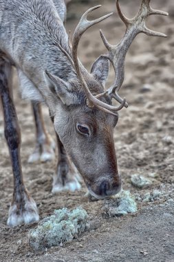 Deer eating reindeer moss clipart