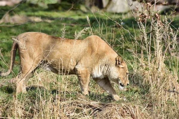 Çimlerde dişi aslan. — Stok fotoğraf