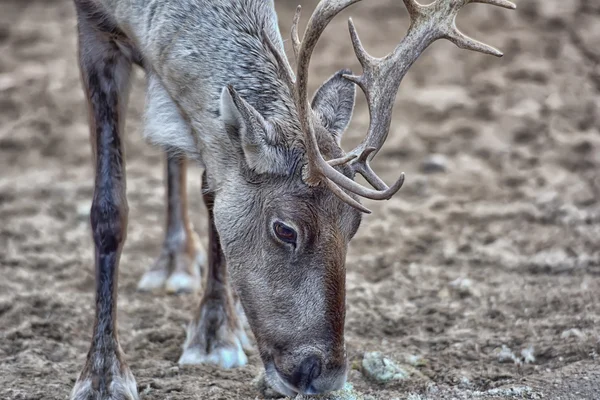 Deer eating reindeer moss — Stock Photo, Image