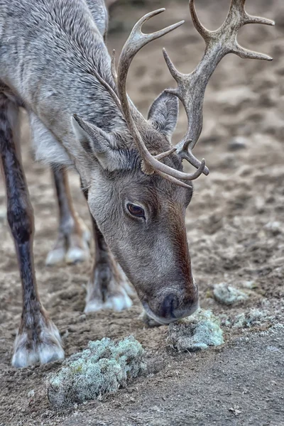 Deer eating reindeer moss — Stock Photo, Image