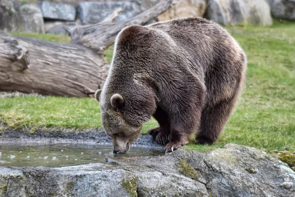 Brown bear drinking water — Stock Photo, Image