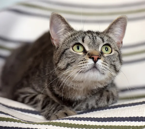 Beautiful   tabby shorthair cat — Stock Photo, Image