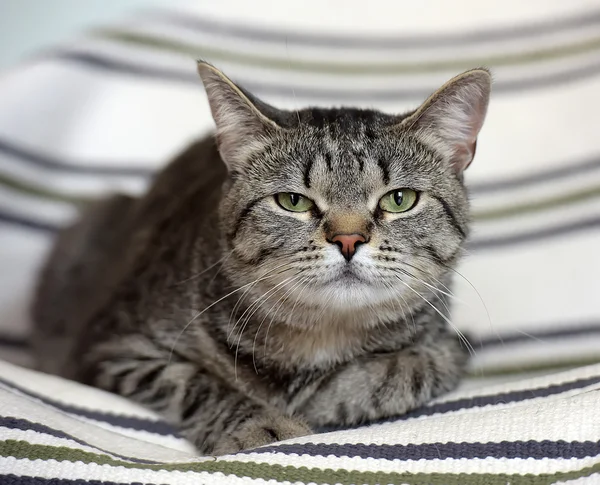 Vackra tabby Stenografien katt — Stockfoto