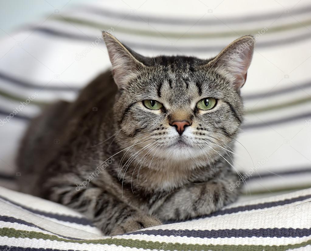 Magnifique Chat A Poil Court Tabby Photographie Evdoha C Magnifique Chat A Poil Court Tabby Photographie Evdoha C