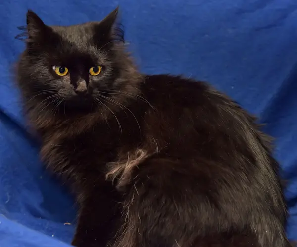美丽蓬松的黑猫在蓝色背景 — 图库照片