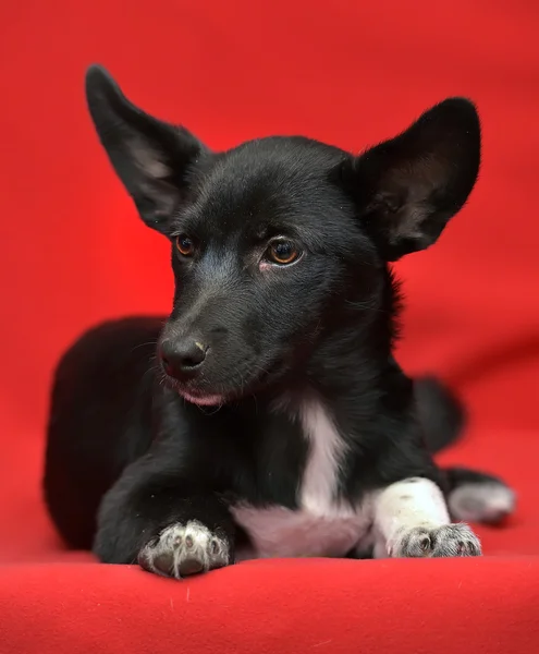 Schwarz mit weißem, flauschigem Hund — Stockfoto