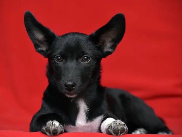 Nero con cane bianco soffice — Foto Stock