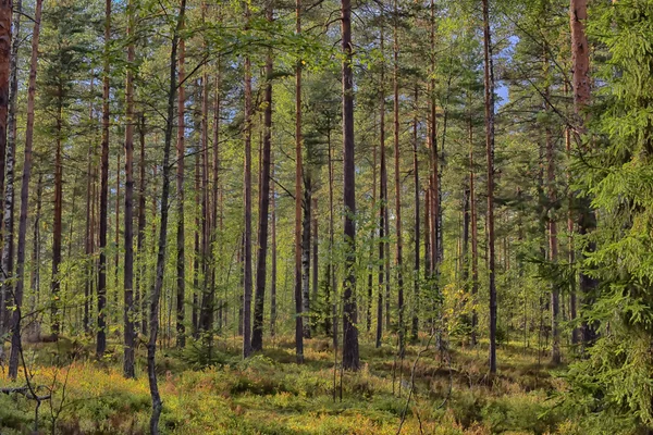 Bela Floresta Pinheiros Verão — Fotografia de Stock