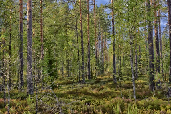 Schöner Kiefernwald Sommer — Stockfoto