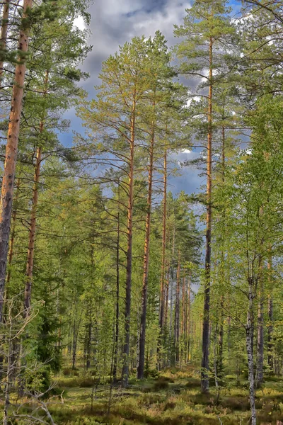 Hermoso Bosque Pinos Verano — Foto de Stock