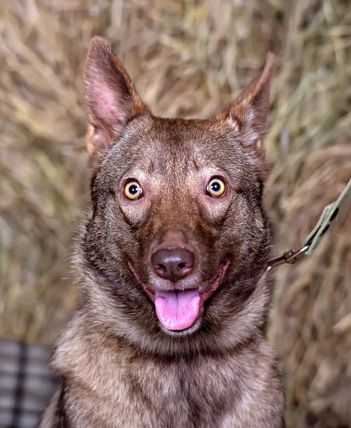 Καφέ Σκυλί Mestizo Husky — Φωτογραφία Αρχείου