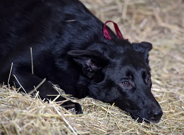 Preto Cachorro Inchado Fundo Feno — Fotografia de Stock