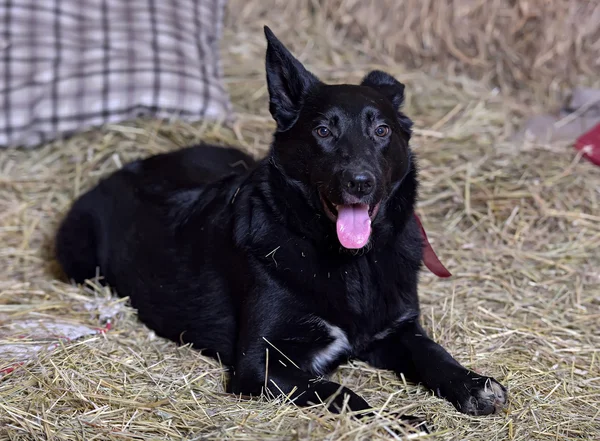 Czarny Pies Czystej Krwi Tle Siana — Zdjęcie stockowe