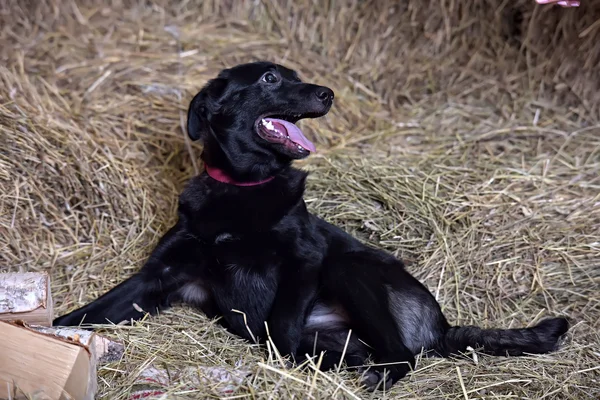 Czarny Pies Czystej Krwi Tle Siana — Zdjęcie stockowe