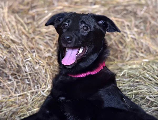 Μαύρο Καθαρόαιμο Σκυλί Φόντο Άχυρου — Φωτογραφία Αρχείου